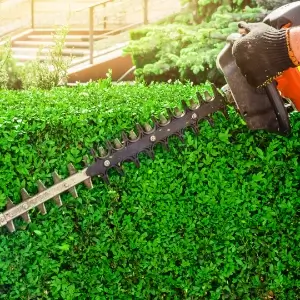 Hedge cutting