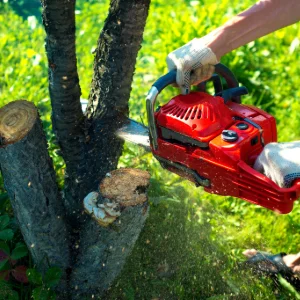 Tree care